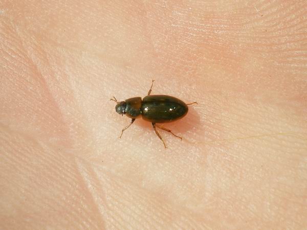 Hydrophilidae